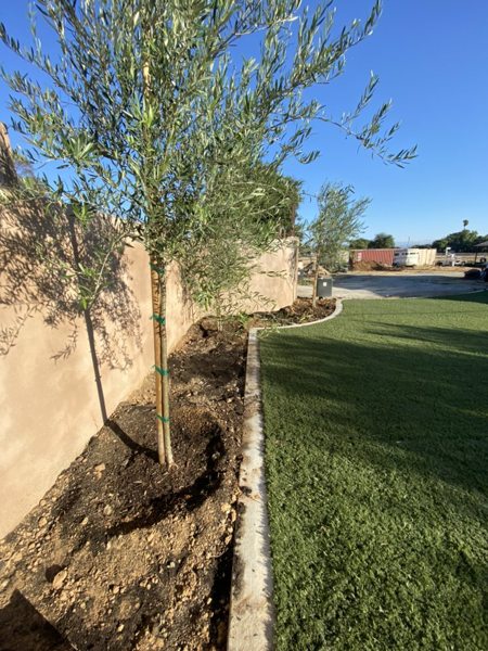 Artificial grass, concrete edges and olive trees — PRO Builder project